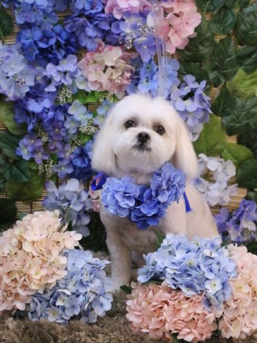 20250612茶子ちゃん